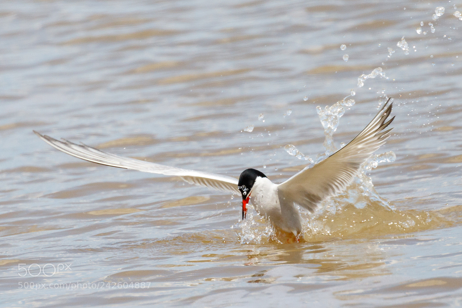 Canon EOS 7D Mark II sample photo. Common tern photography