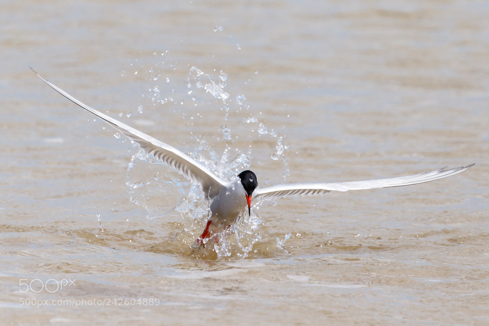 Canon EOS 7D Mark II sample photo. Common tern photography