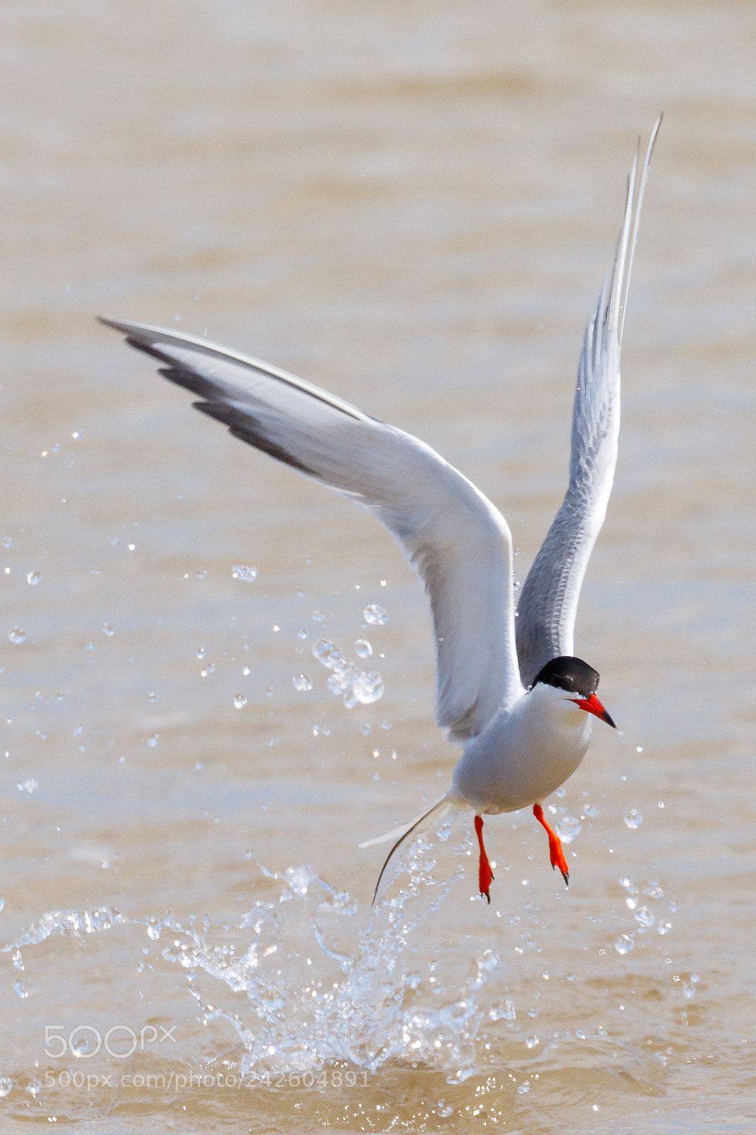 Canon EOS 7D Mark II sample photo. Common tern photography