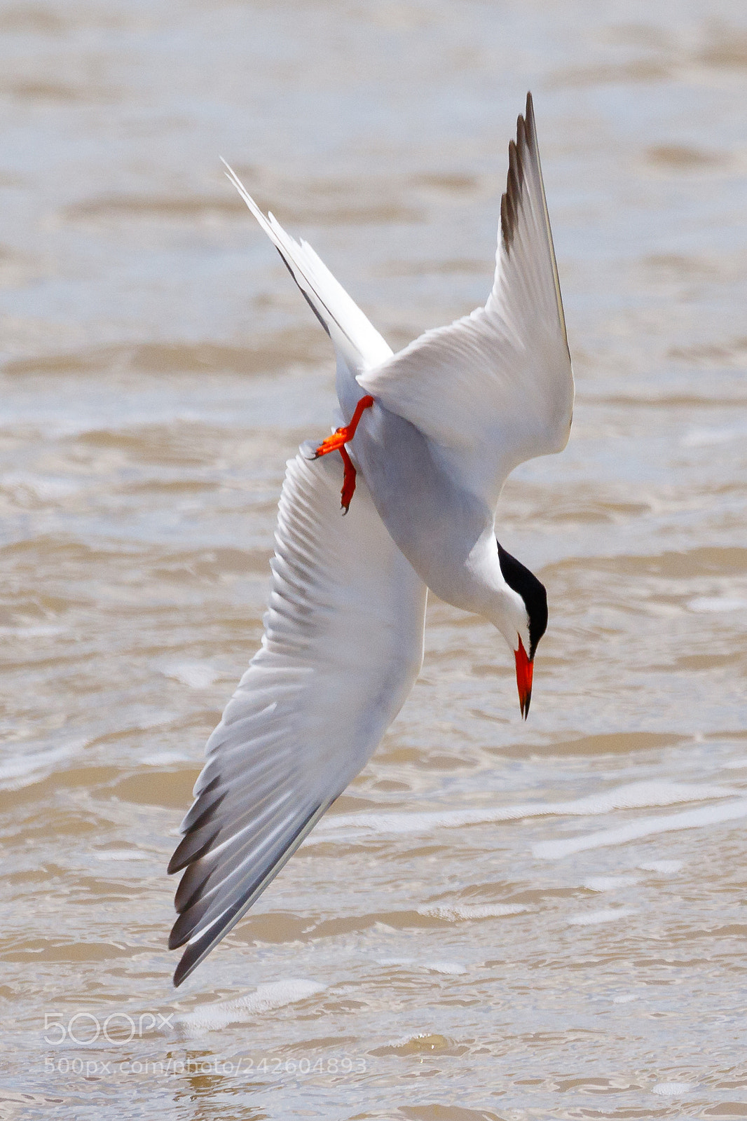 Canon EOS 7D Mark II sample photo. Common tern photography