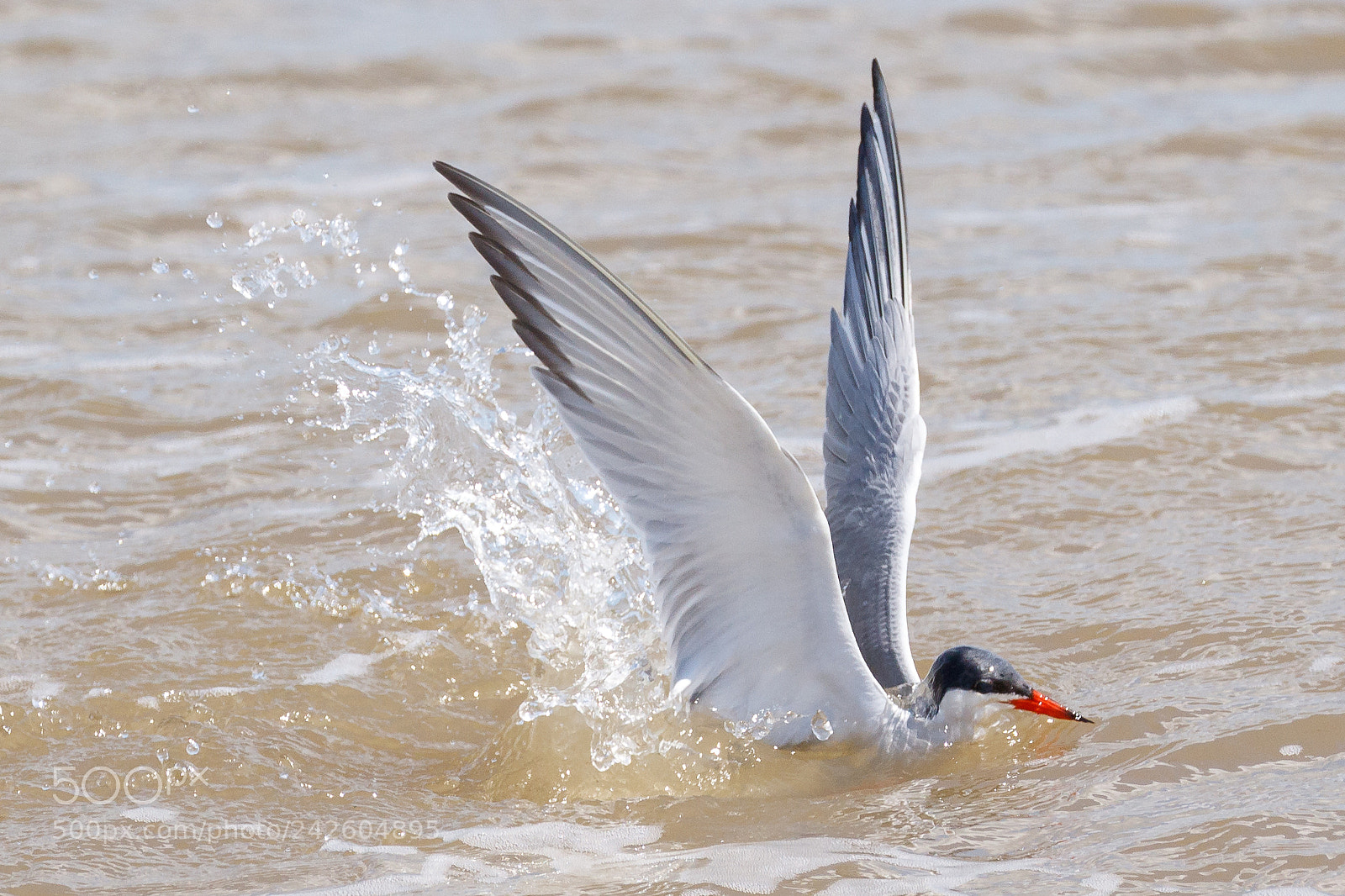 Canon EOS 7D Mark II sample photo. Common tern photography