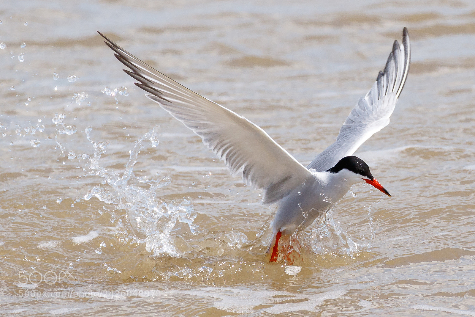 Canon EOS 7D Mark II sample photo. Common tern photography