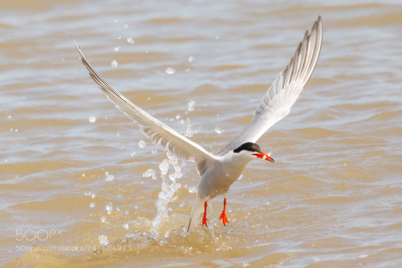 Canon EOS 7D Mark II sample photo. Common tern photography