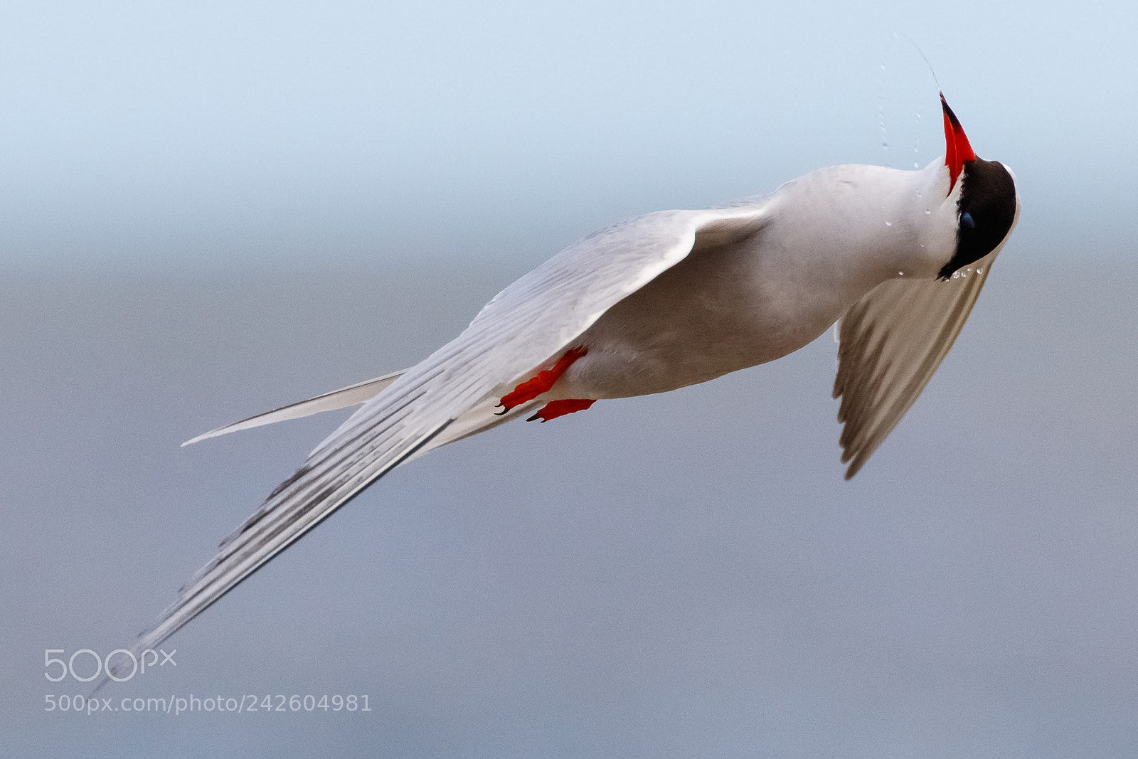 Canon EOS 7D Mark II sample photo. Common tern photography