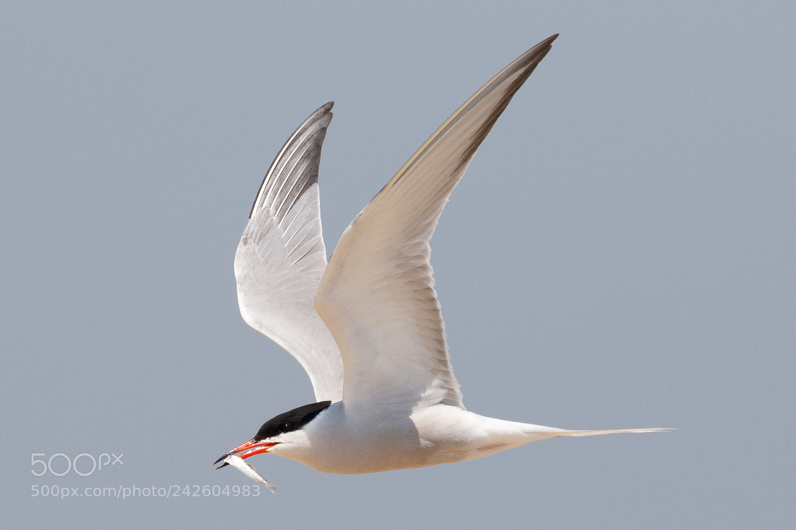 Canon EOS 7D Mark II sample photo. Common tern photography