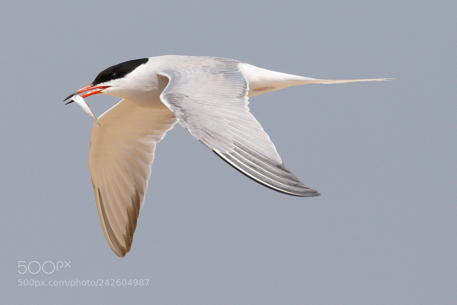 Canon EOS 7D Mark II sample photo. Common tern photography