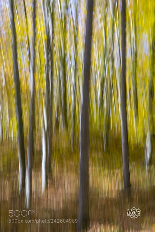 Nikon D610 sample photo. Fageda photography