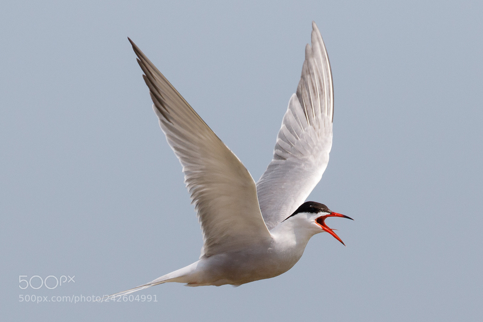 Canon EOS 7D Mark II sample photo. Common tern photography