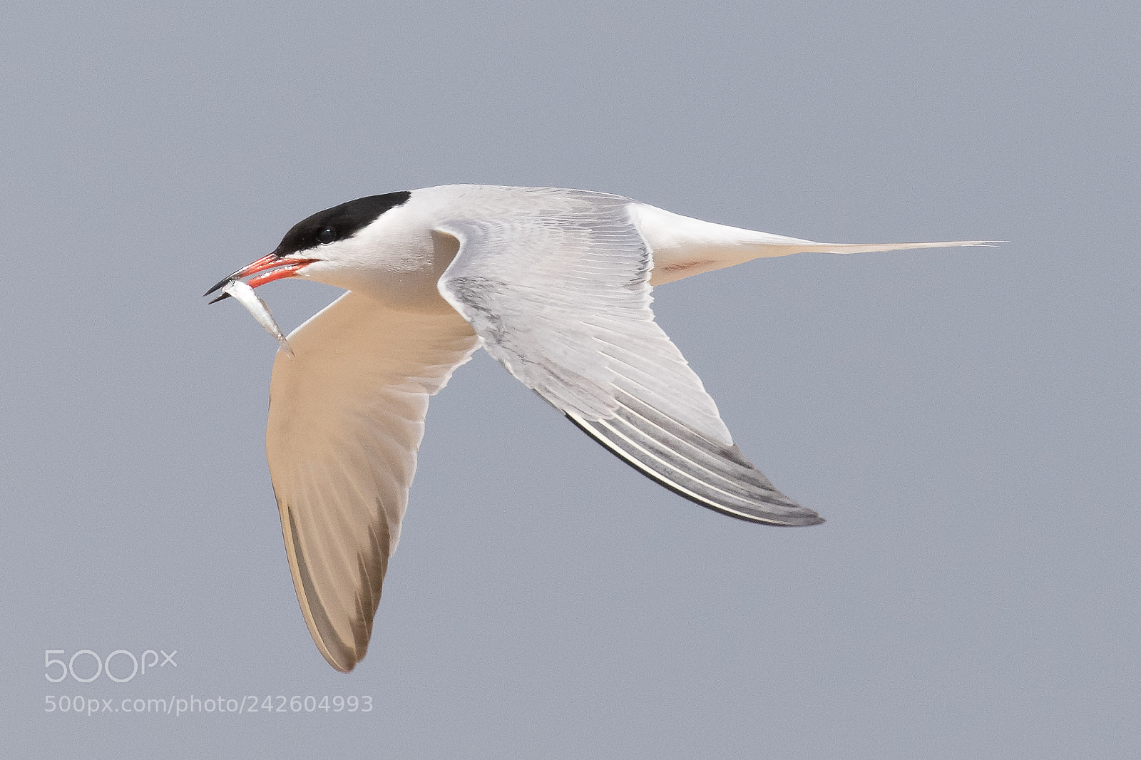 Canon EOS 7D Mark II sample photo. Common tern photography