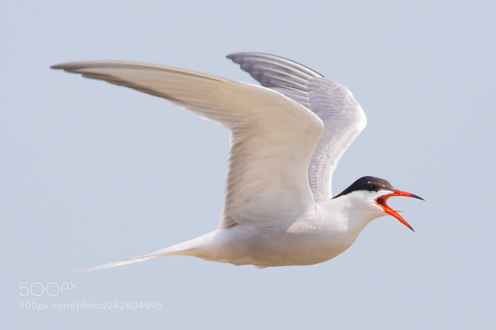 Canon EOS 7D Mark II sample photo. Common tern photography