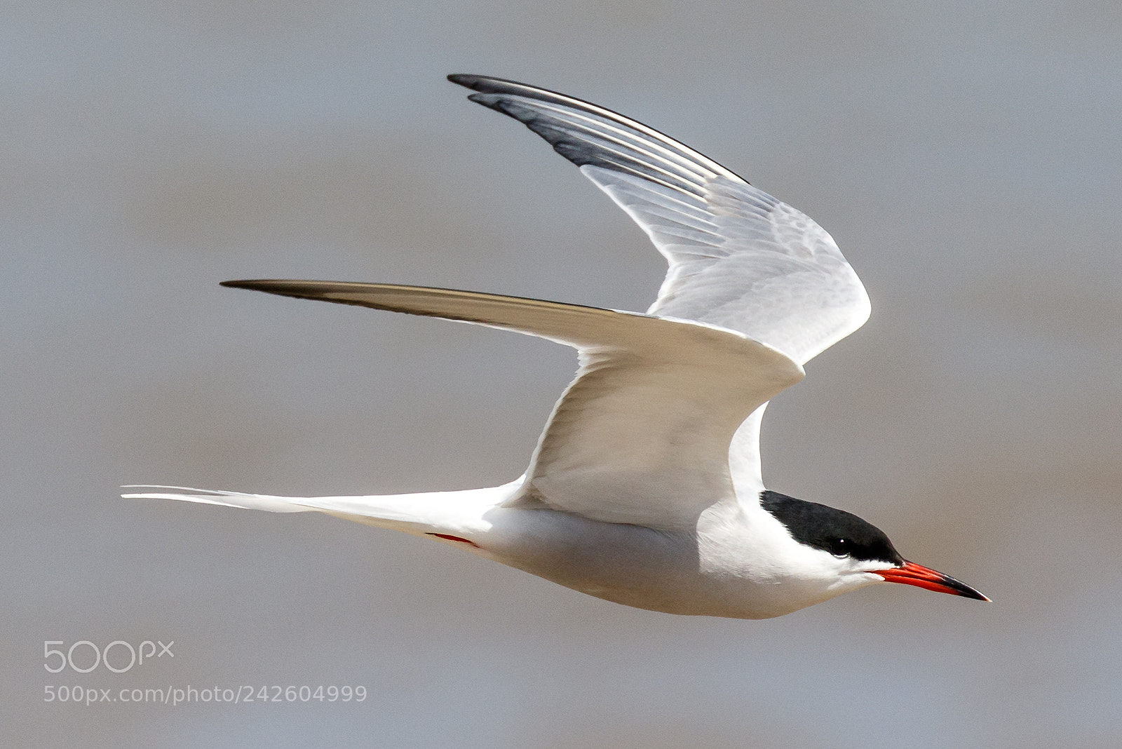 Canon EOS 7D Mark II sample photo. Common tern photography