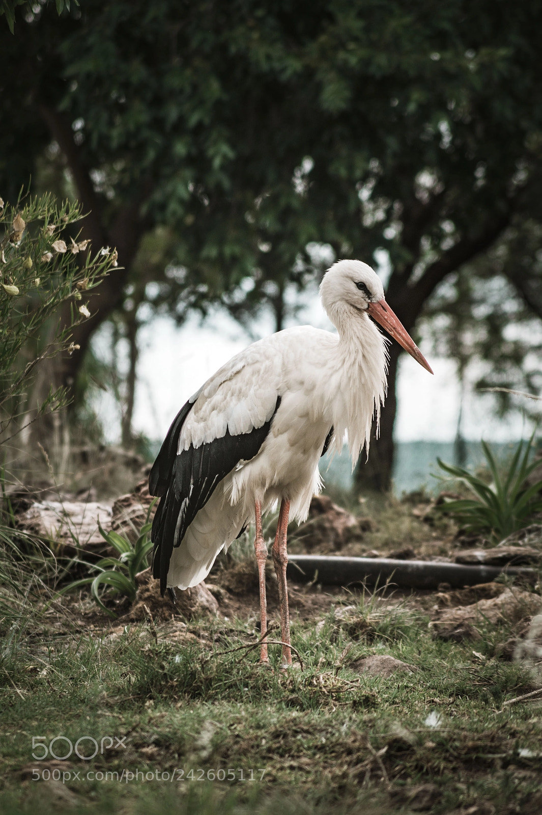 Sony SLT-A58 sample photo. White stork ciconia ciconia photography