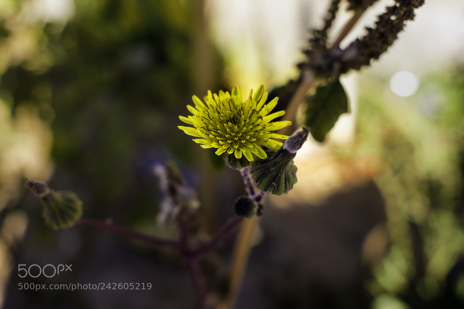 Nikon D3400 sample photo. Yellow flower photography