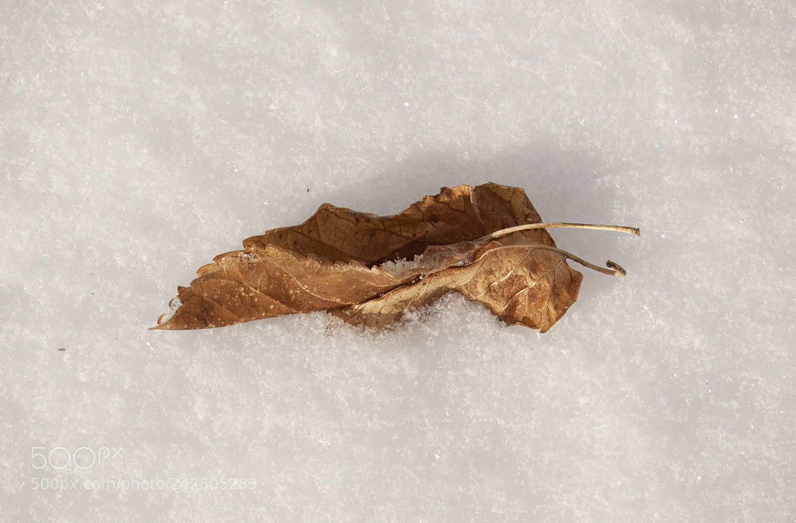 Nikon D40 sample photo. Leaf in snow photography
