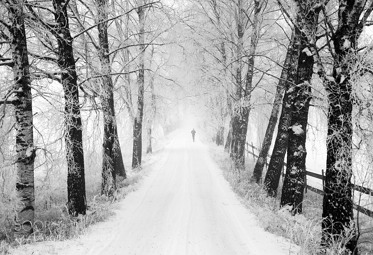 Nikon D800 sample photo. Out of the fog photography