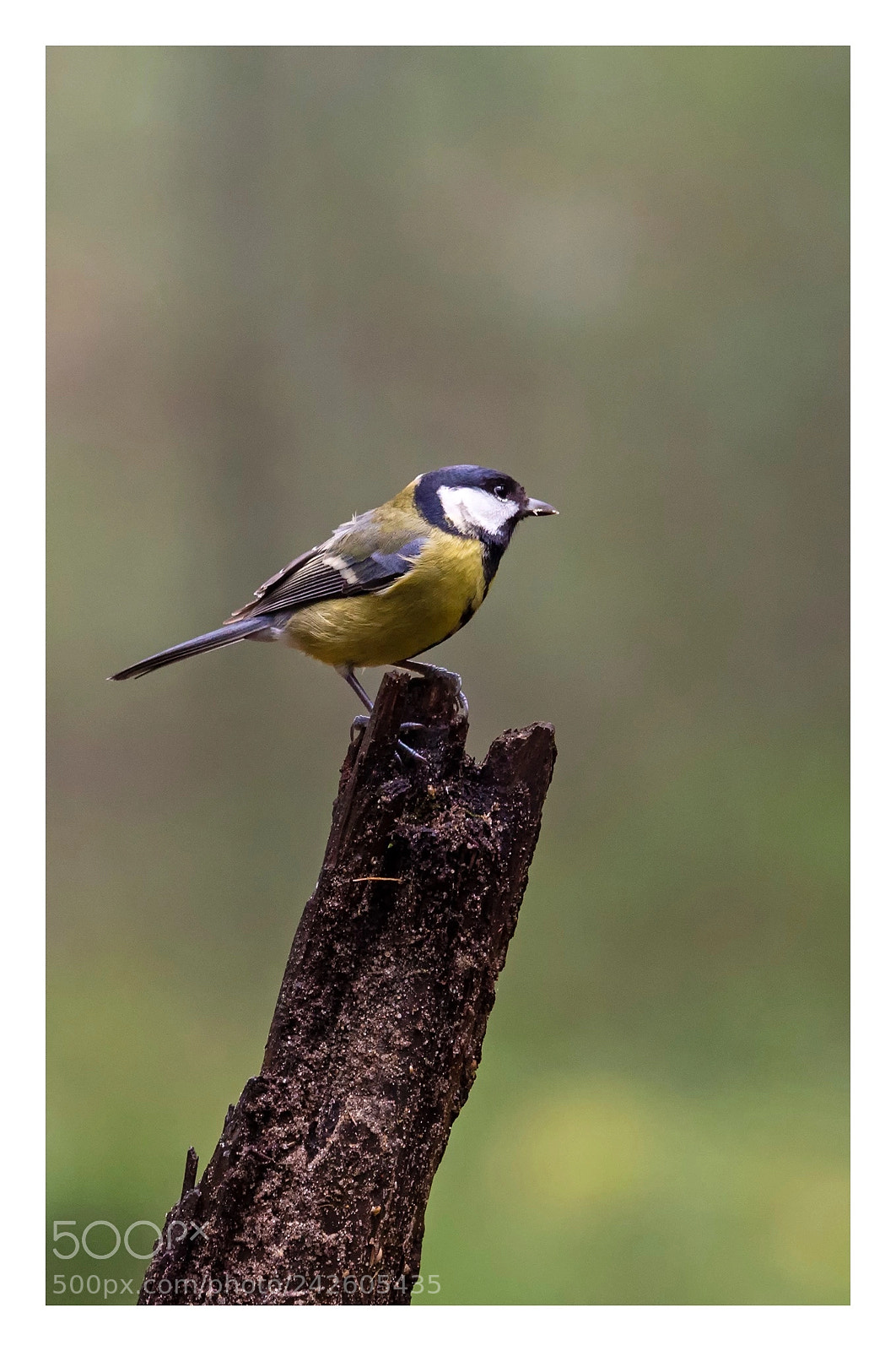 Olympus OM-D E-M5 sample photo. Great tit on the photography