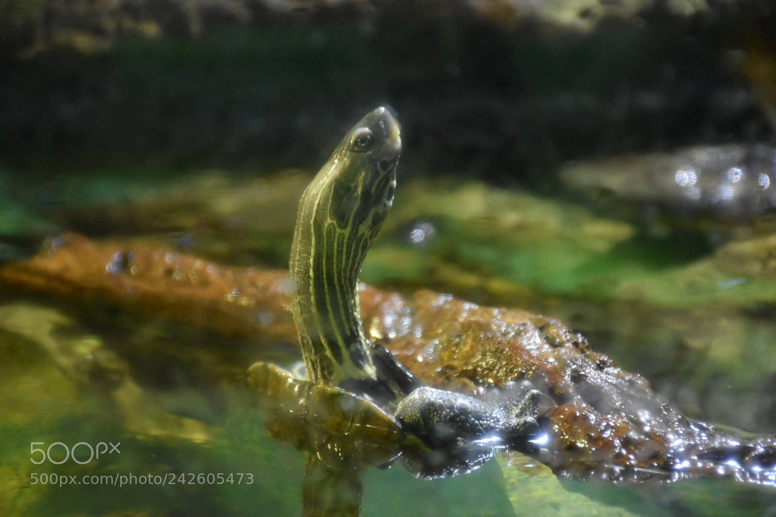 Nikon D7200 sample photo. Turtle photography