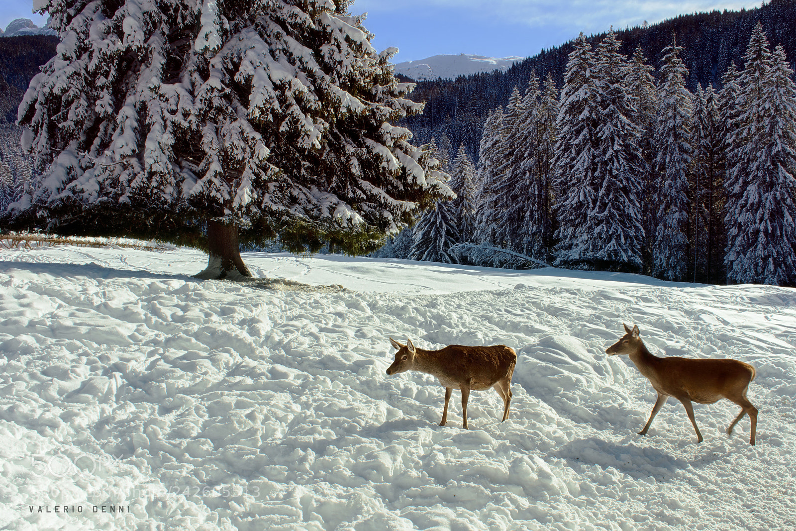 Nikon D3400 sample photo. Trentino alto adige wild photography