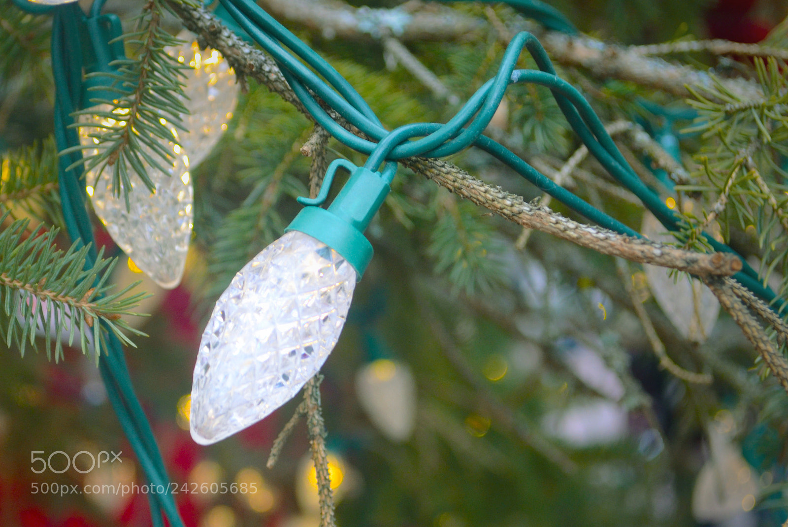 Nikon D3100 sample photo. Macro photography