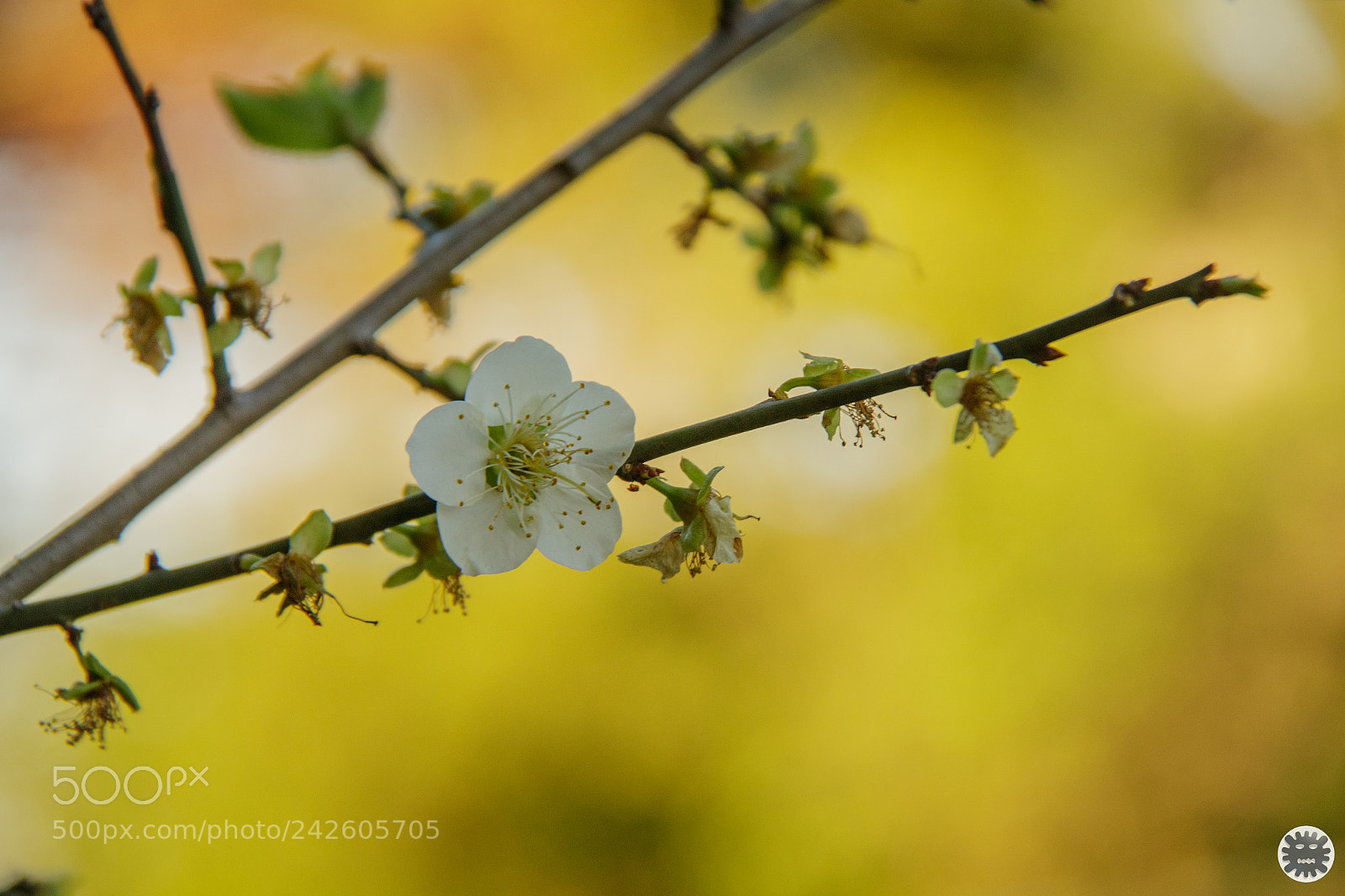Canon EOS 7D Mark II sample photo. Untitled photography