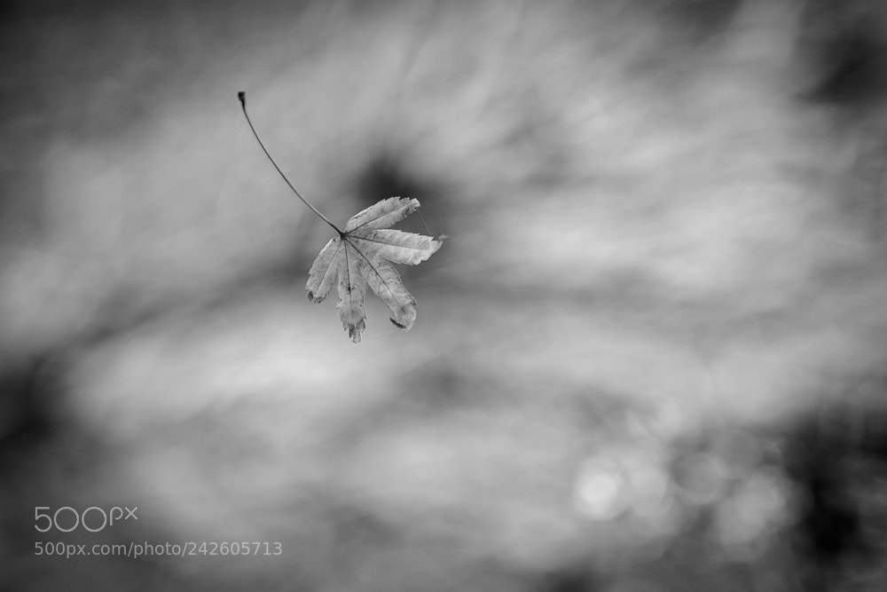 Nikon D850 sample photo. Falling leaf photography