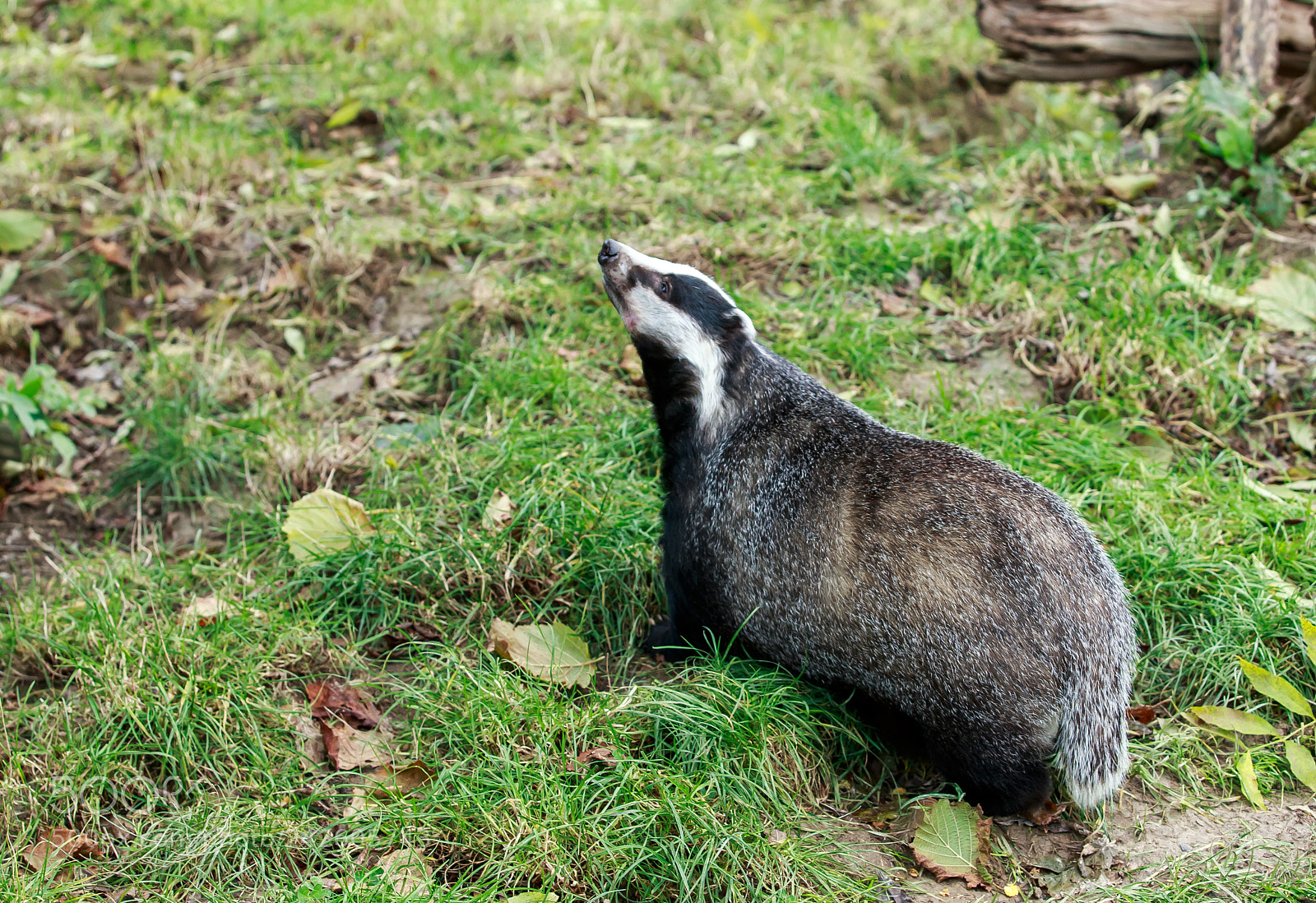 Canon EOS-1D X sample photo. An eurasian badger photography