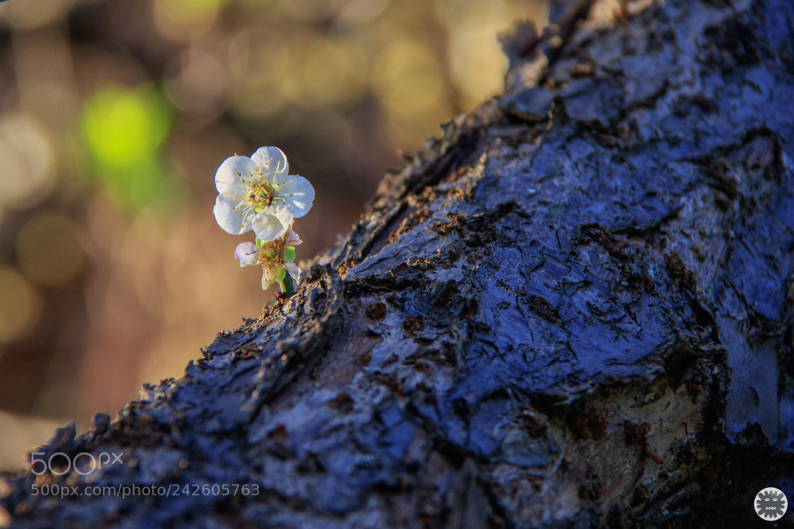 Canon EOS 7D Mark II sample photo. Untitled photography