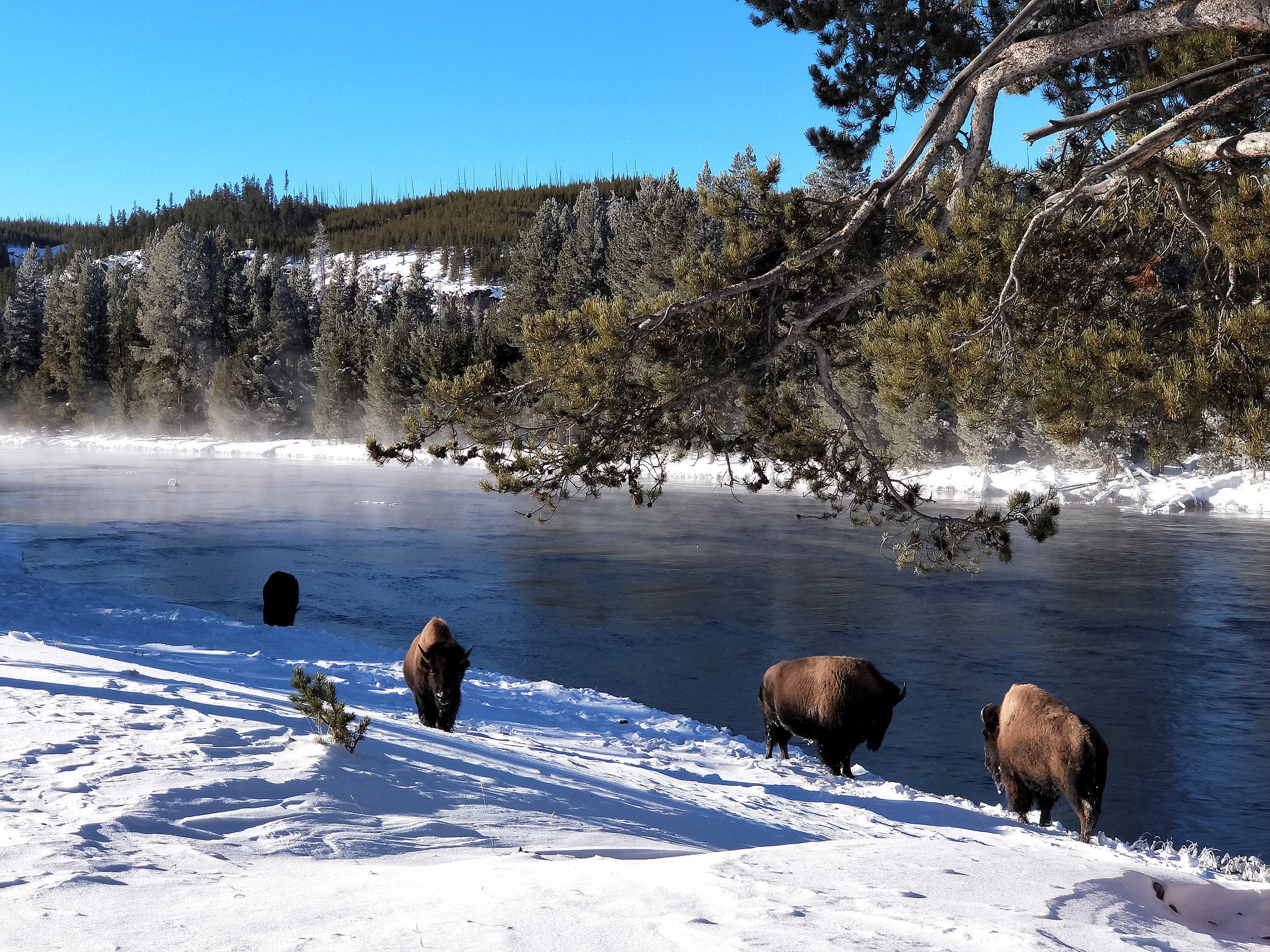 OPPO R11 PLUS sample photo. Yellowstone in winter photography