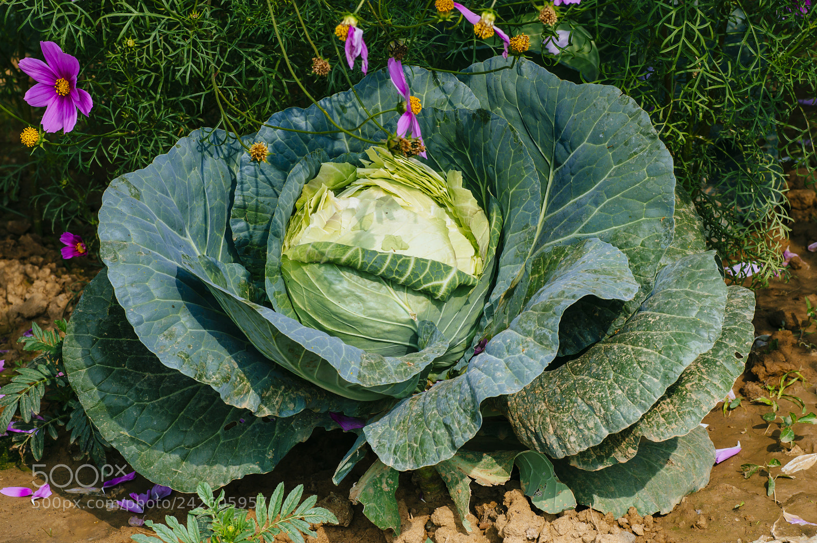 Nikon D3200 sample photo. Cabbage photography