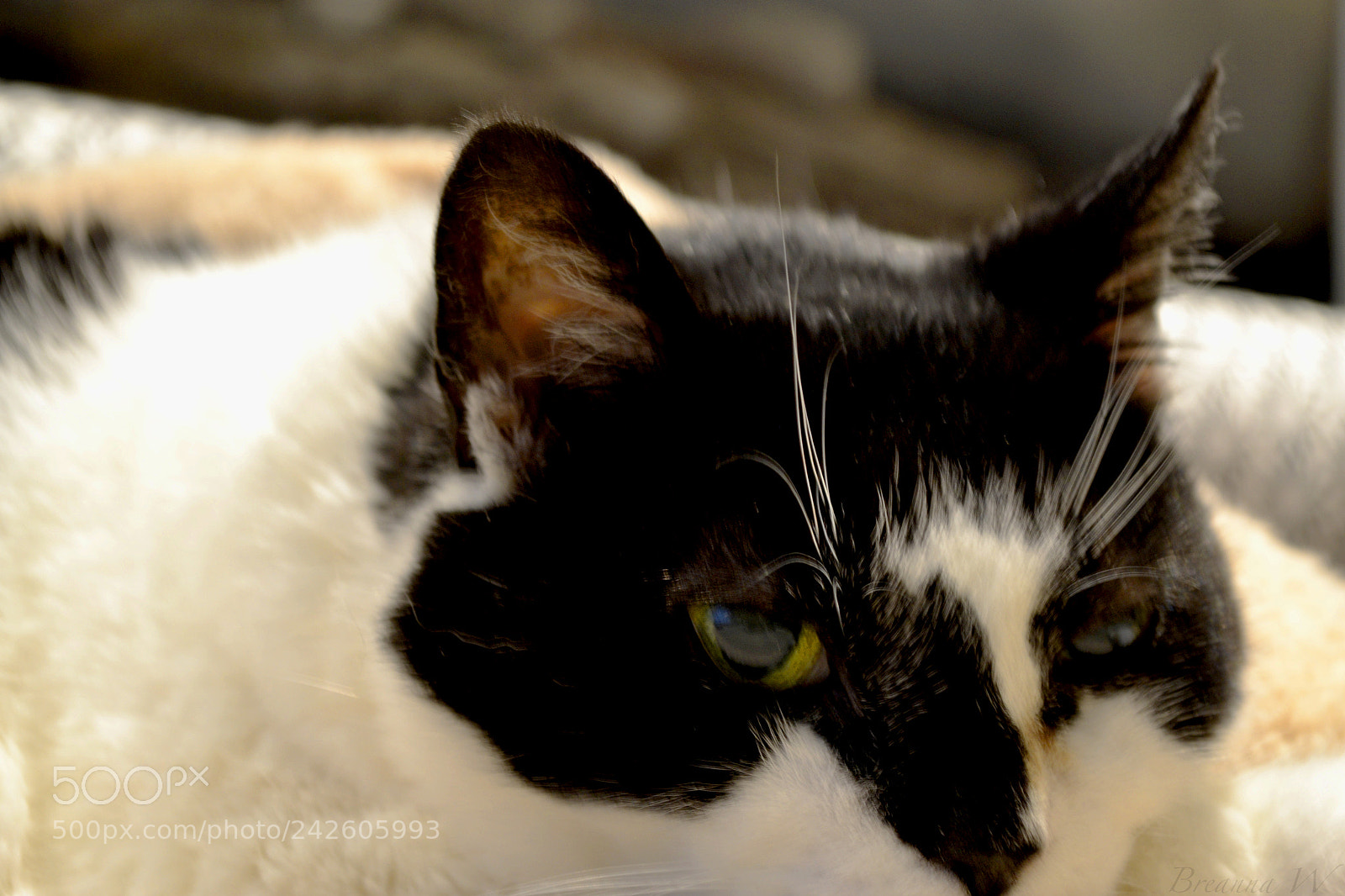 Nikon D3100 sample photo. High contrast photography
