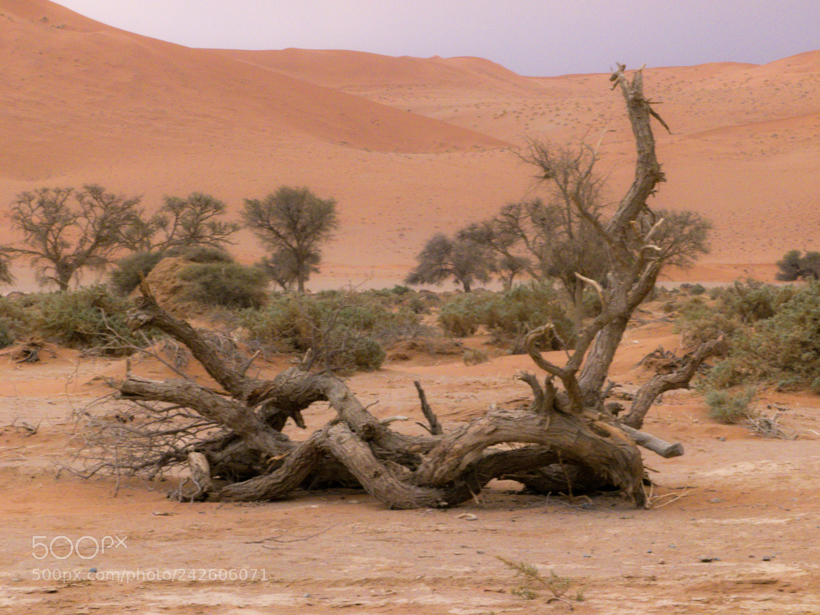 Panasonic Lumix DMC-FZ100 sample photo. The namib desert photography