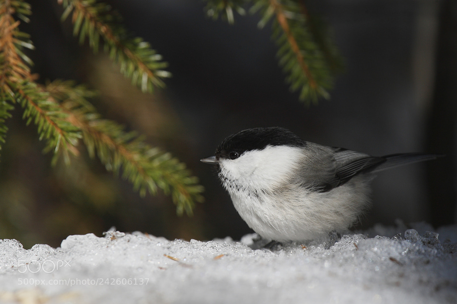 Canon EOS-1D Mark III sample photo. Willow tit (poecile montanus) photography