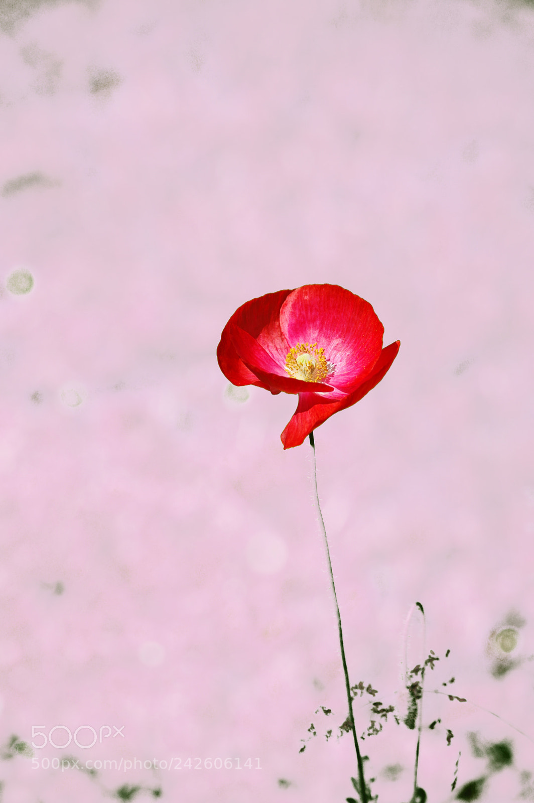 Pentax K200D sample photo. Poppy pink photography