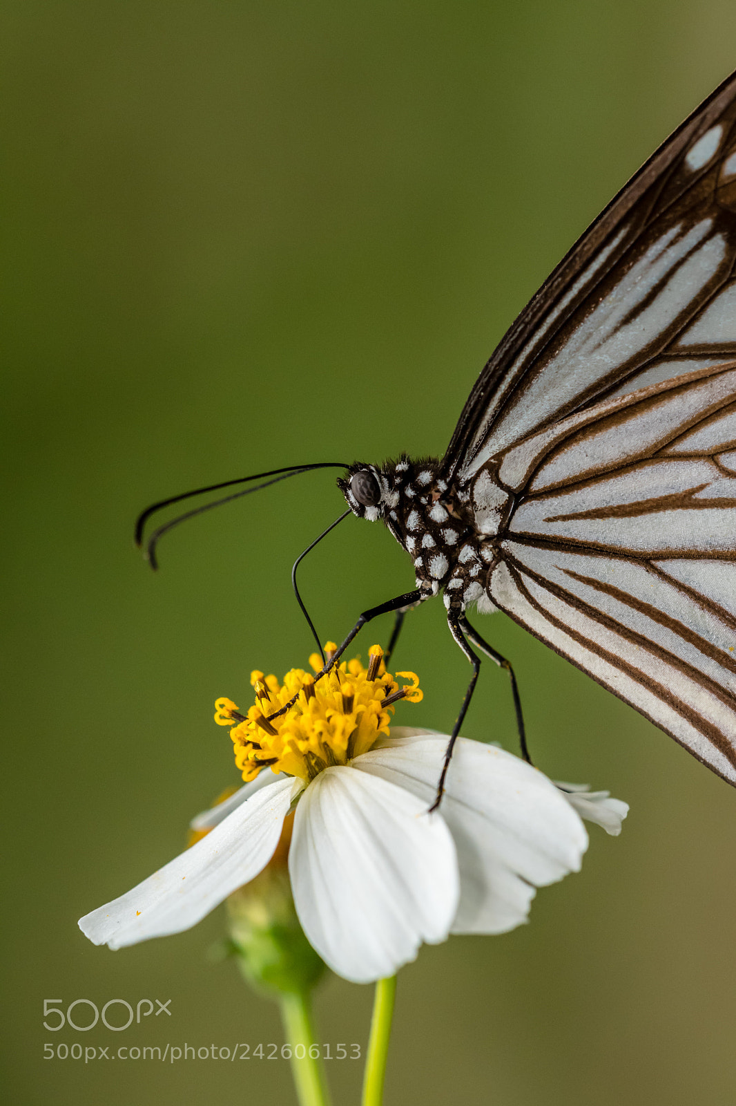 Nikon D500 sample photo. Butterfly photography