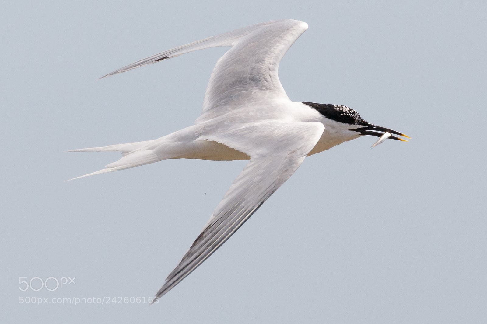 Canon EOS 7D Mark II sample photo. Sandwich tern photography