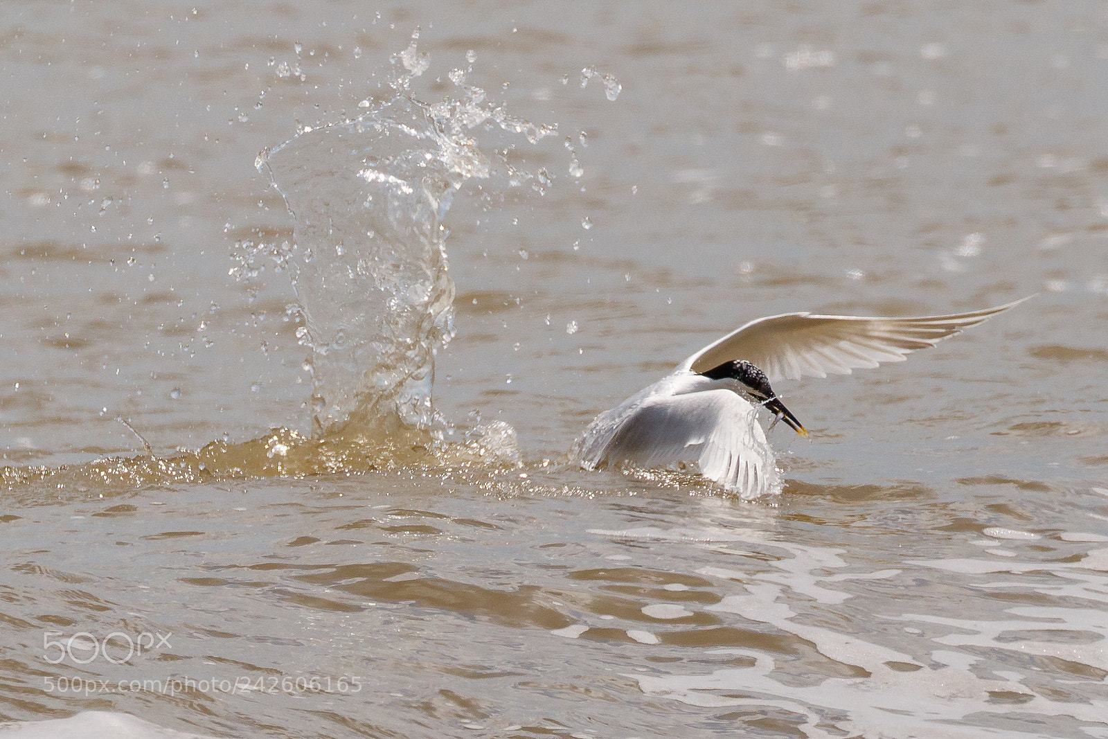 Canon EOS 7D Mark II sample photo. Sandwich tern photography