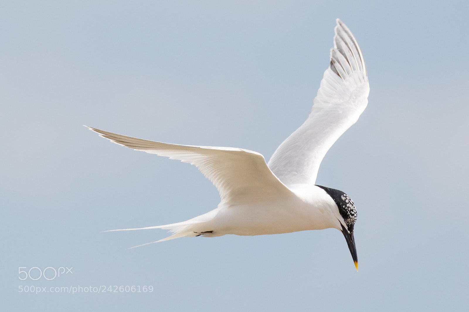 Canon EOS 7D Mark II sample photo. Sandwich tern photography