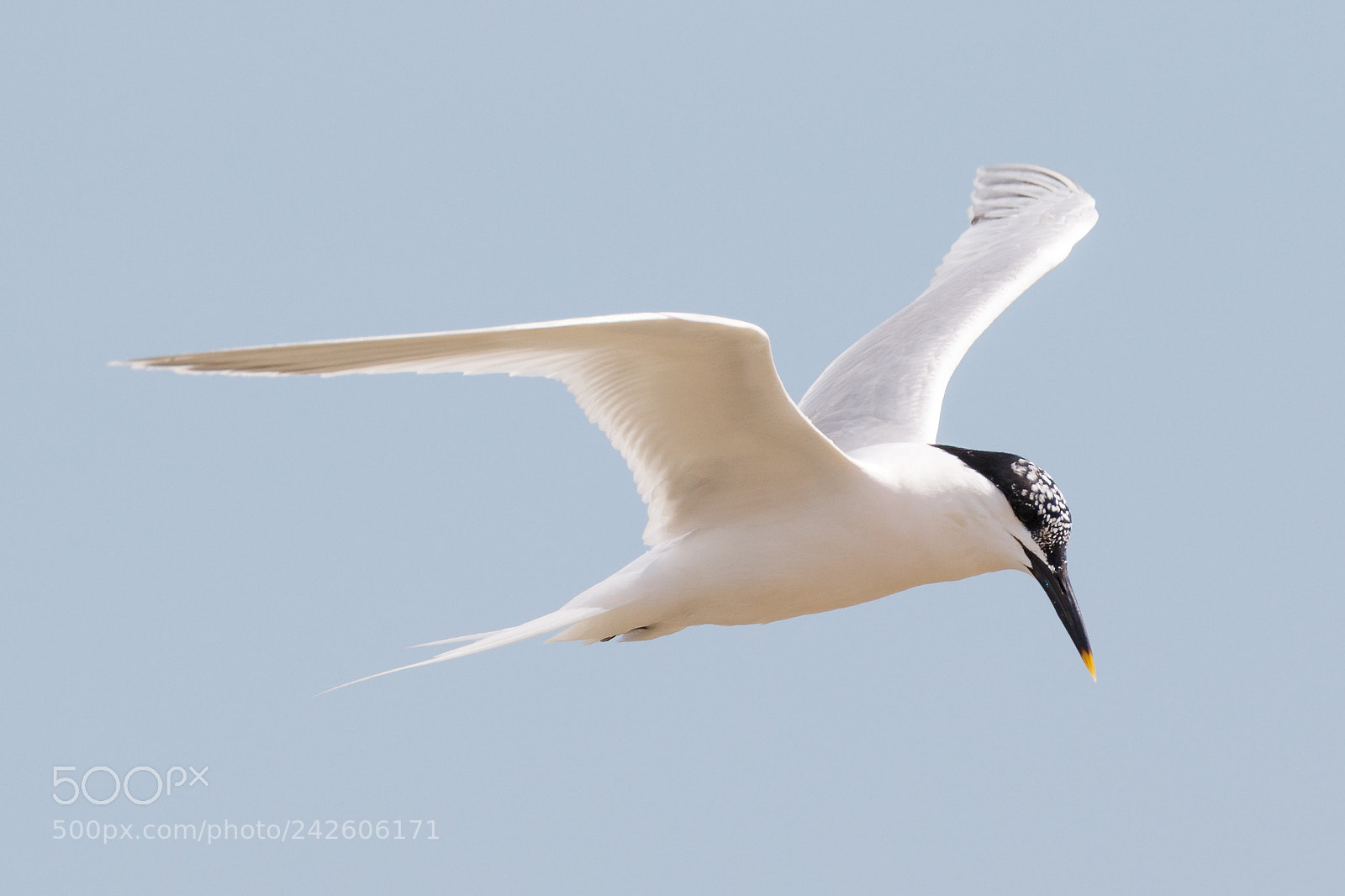 Canon EOS 7D Mark II sample photo. Sandwich tern photography