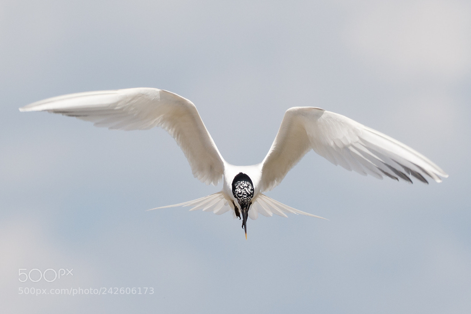 Canon EOS 7D Mark II sample photo. Sandwich tern photography