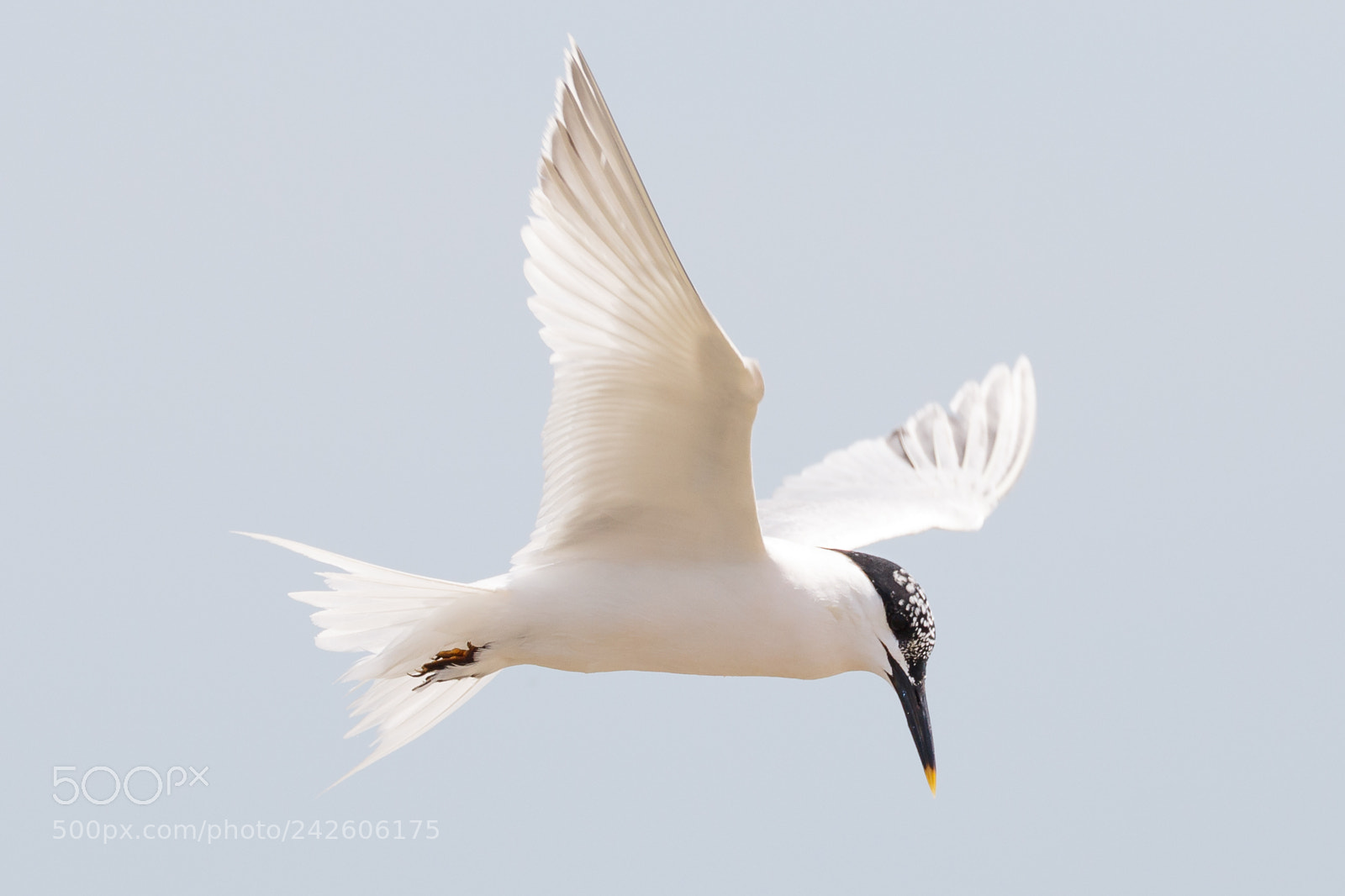 Canon EOS 7D Mark II sample photo. Sandwich tern photography