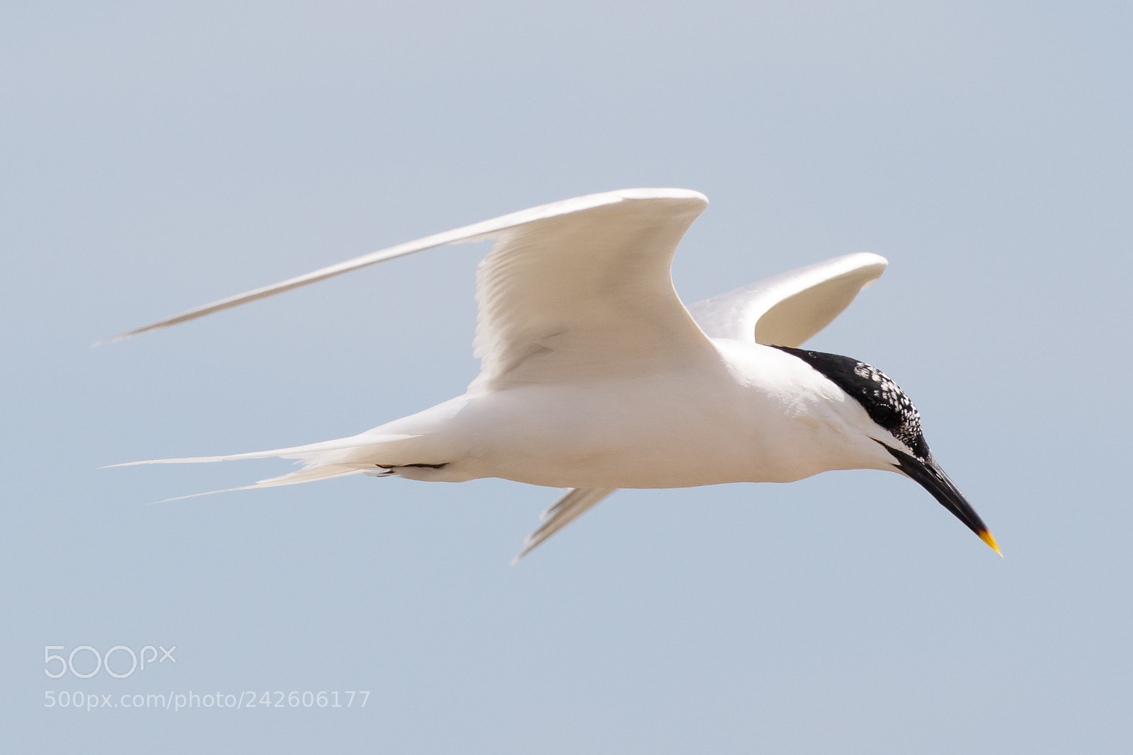 Canon EOS 7D Mark II sample photo. Sandwich tern photography