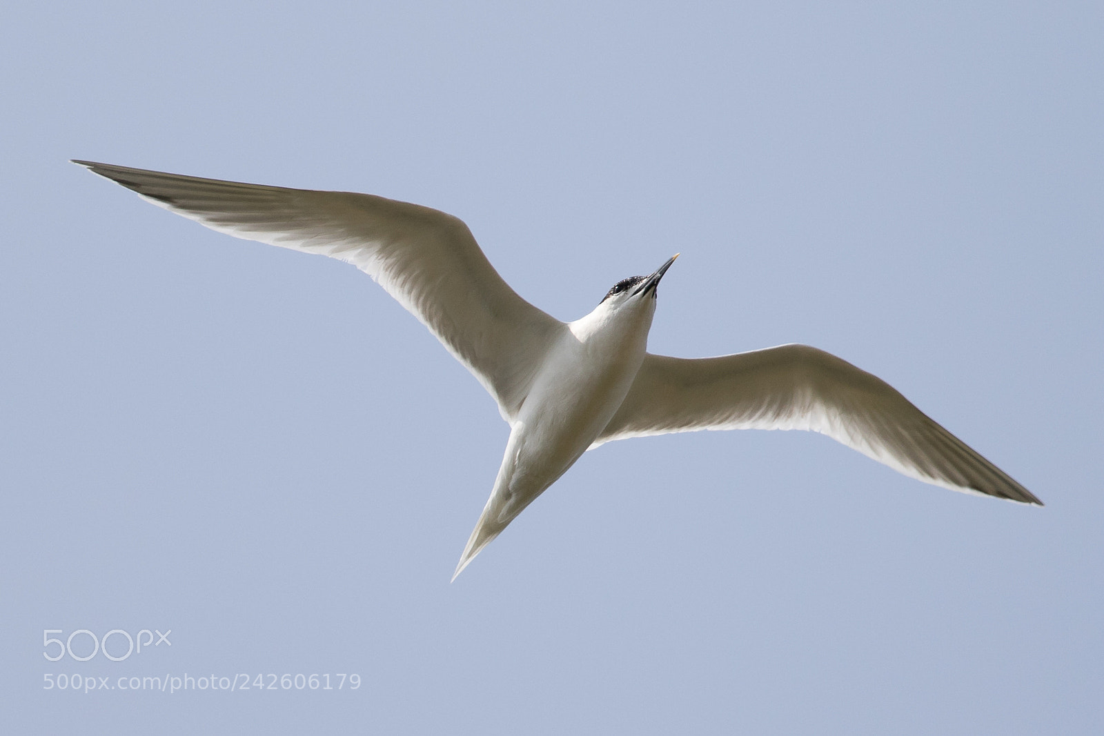 Canon EOS 7D Mark II sample photo. Sandwich tern photography