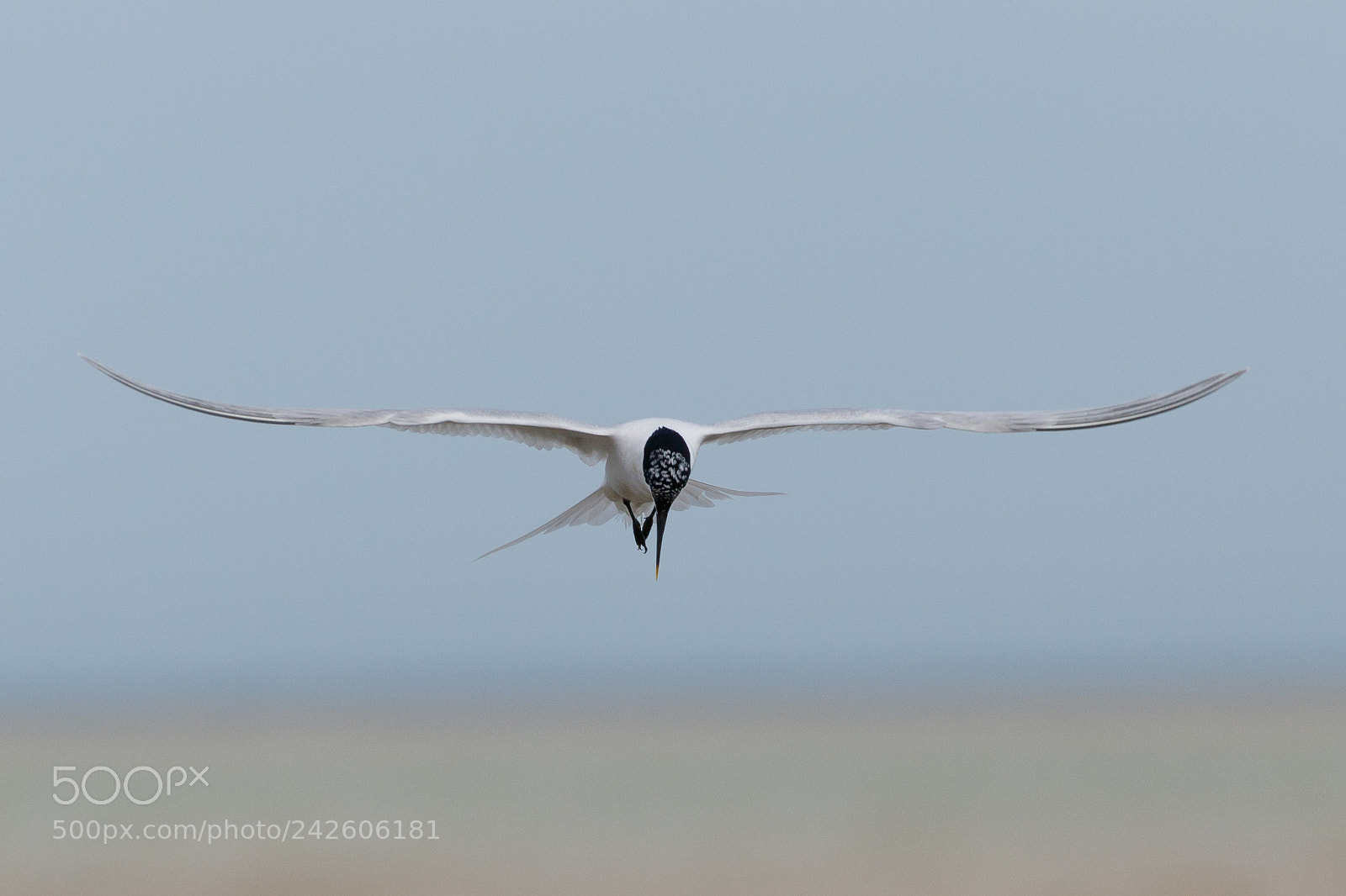 Canon EOS 7D Mark II sample photo. Sandwich tern photography