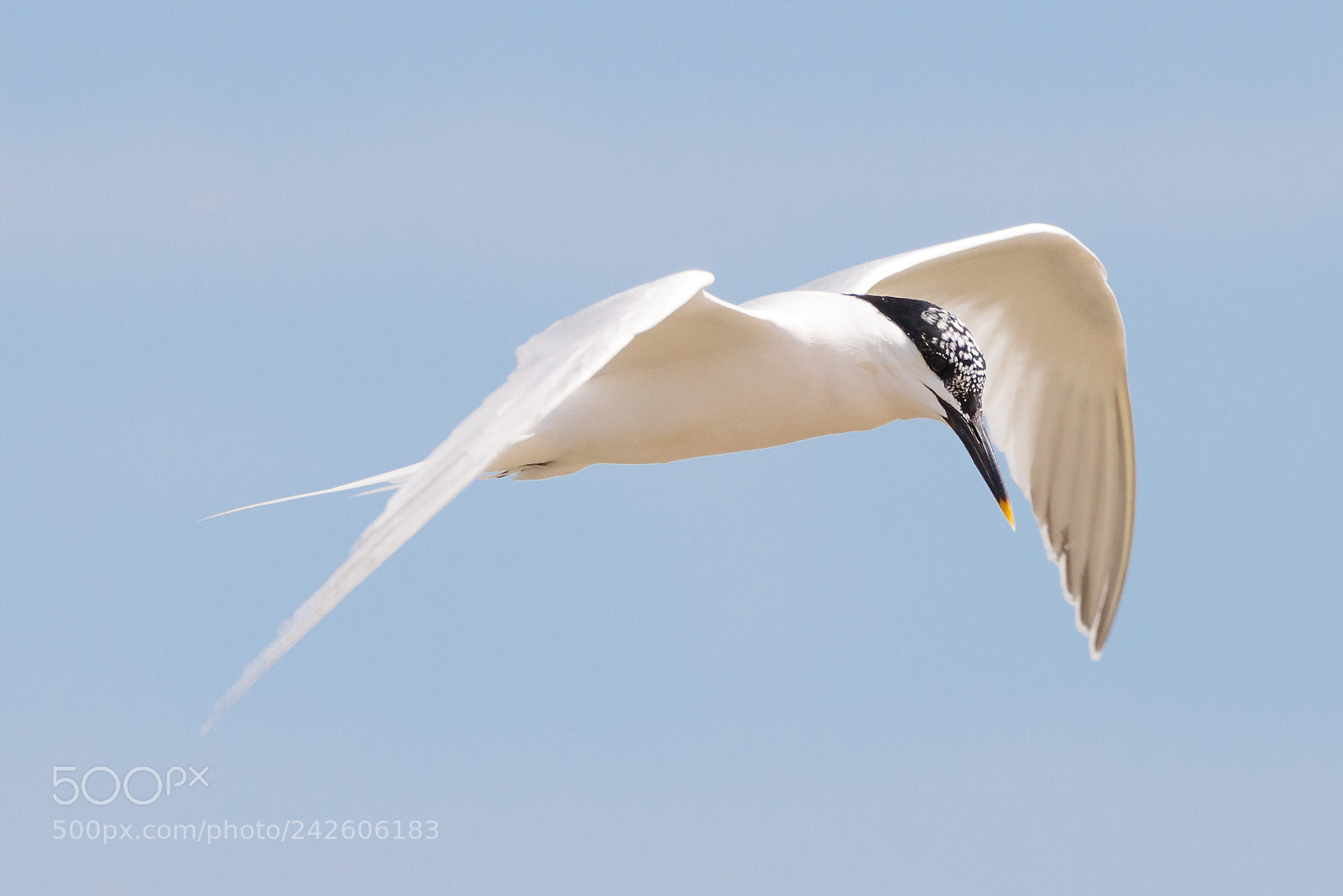 Canon EOS 7D Mark II sample photo. Sandwich tern photography