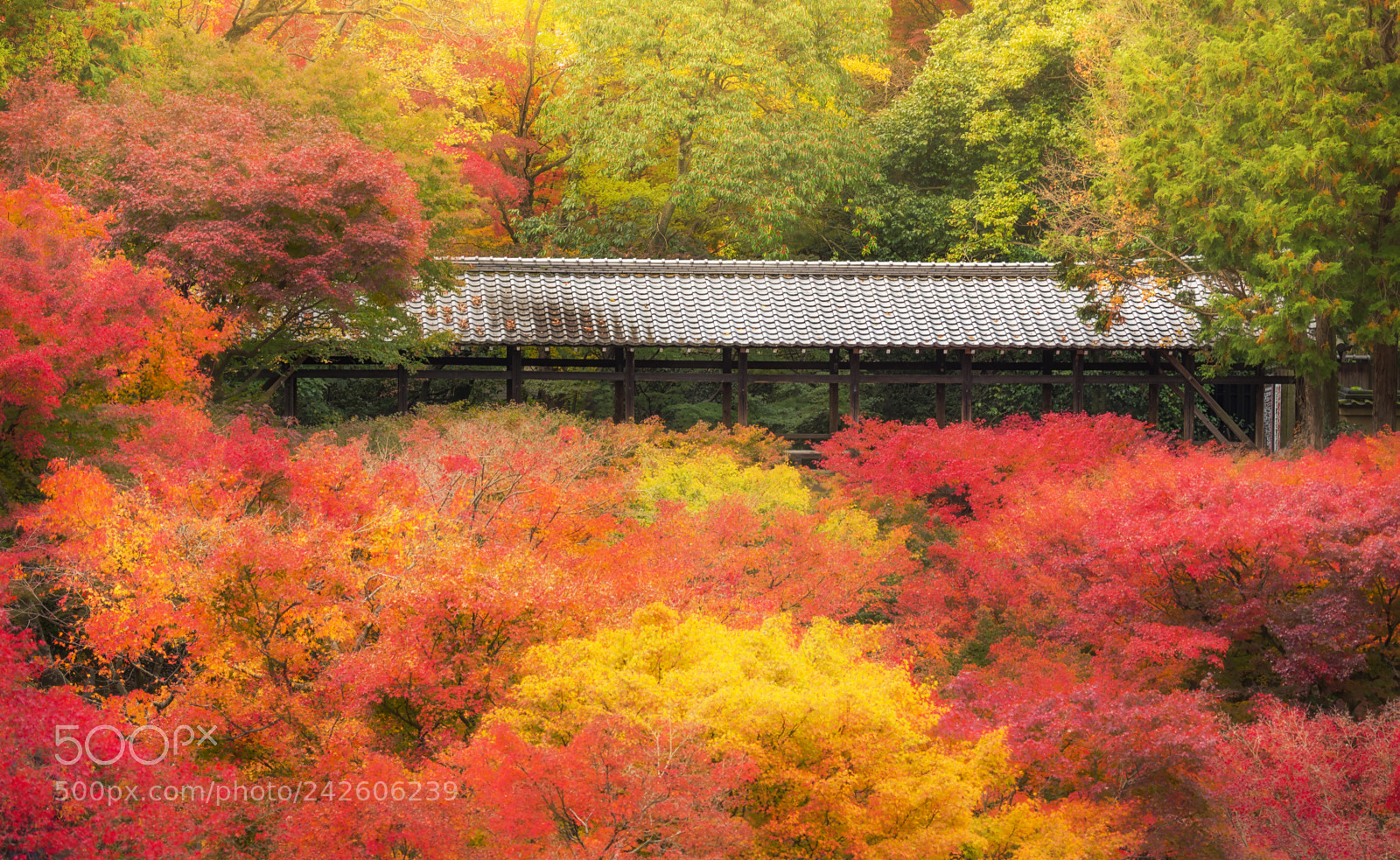 Nikon D750 sample photo. Fall color at tofukuji photography
