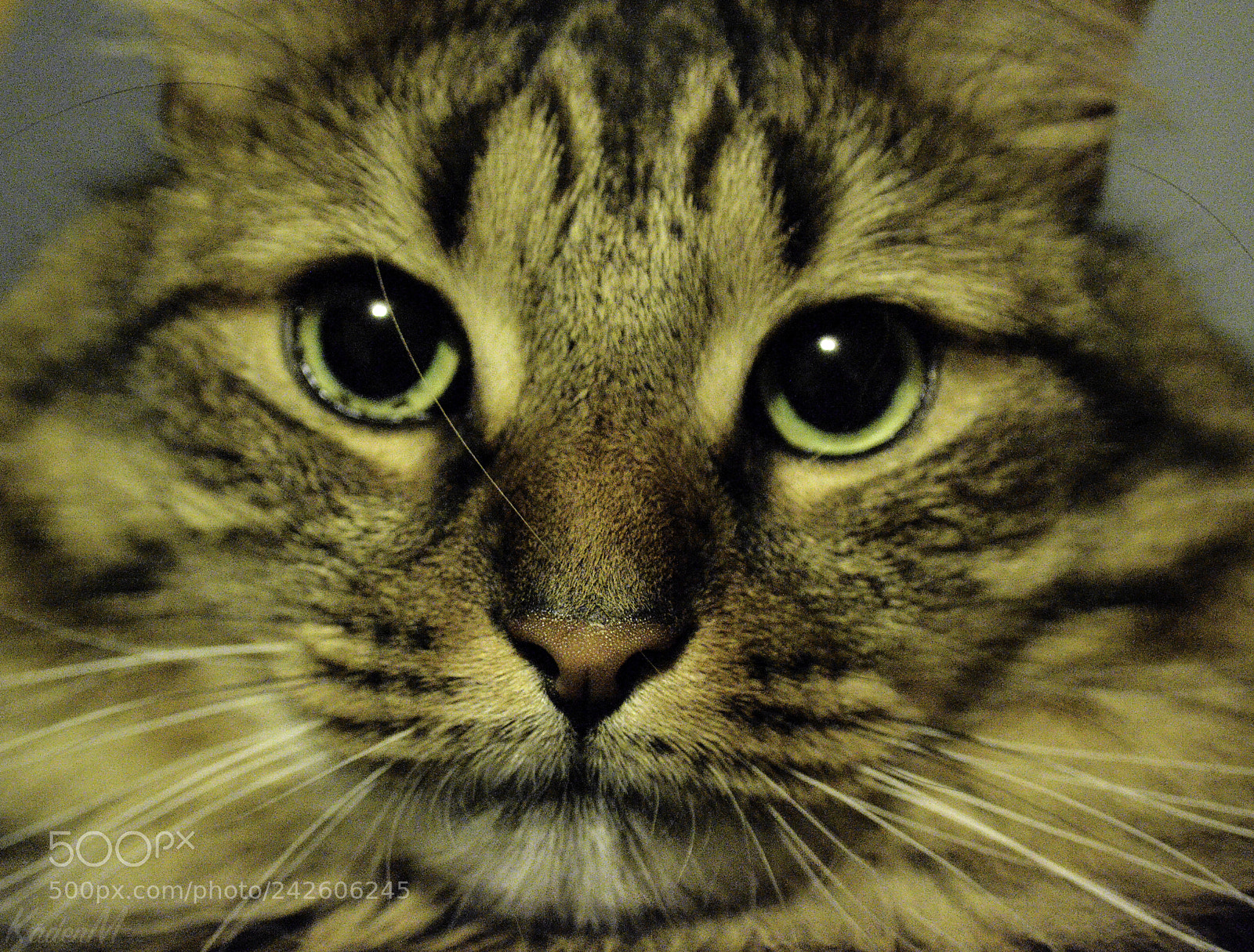 Nikon D3100 sample photo. Fonzie photography