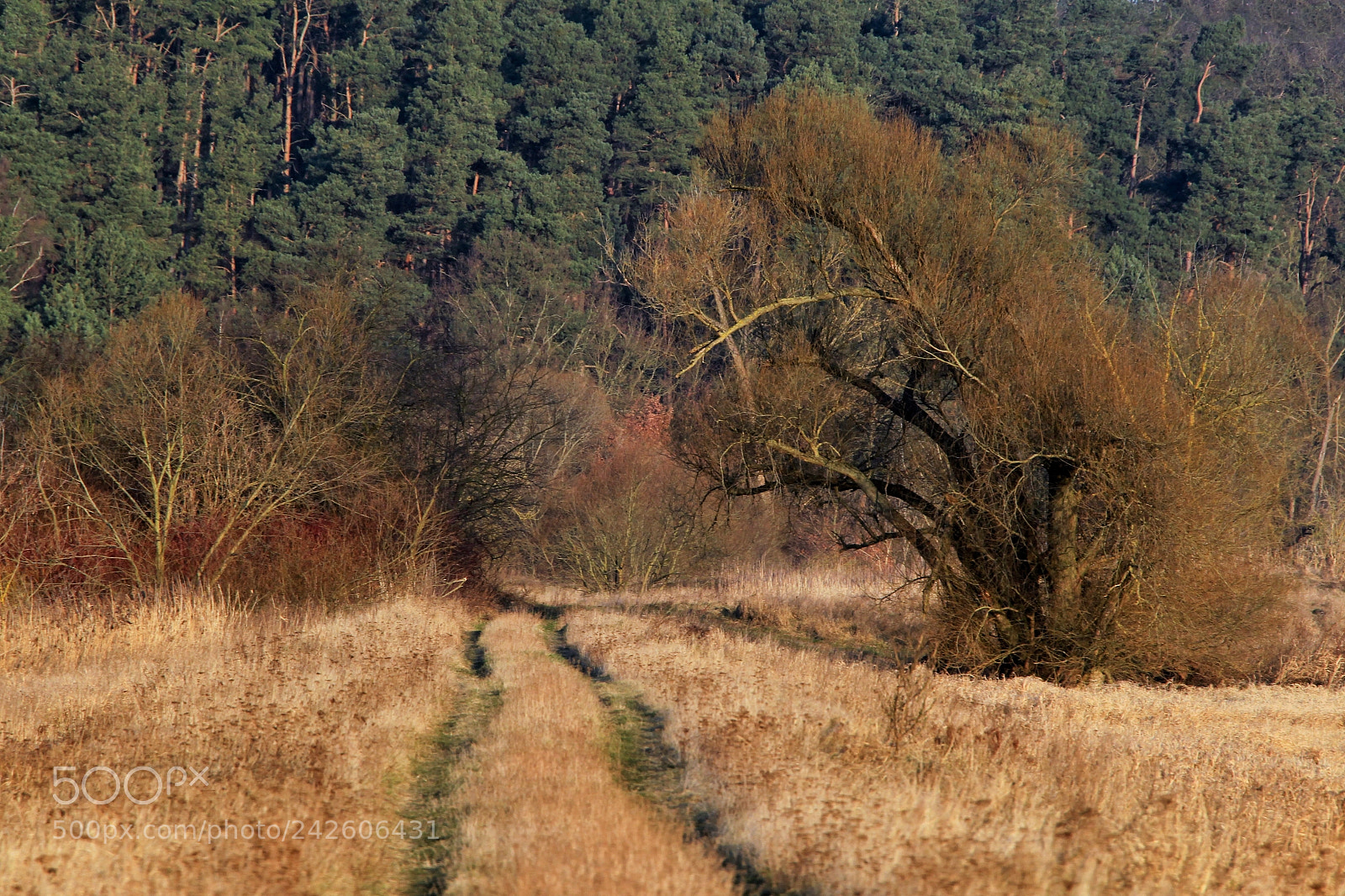 Canon EOS-1D Mark IV sample photo. Untitled photography