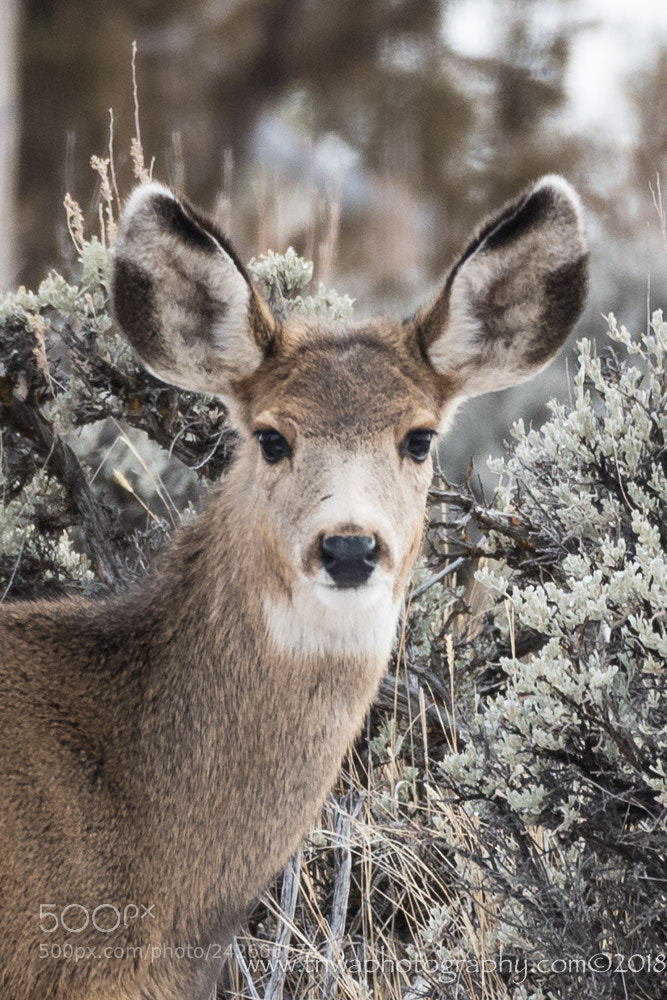 Nikon D500 sample photo. What big ears you photography