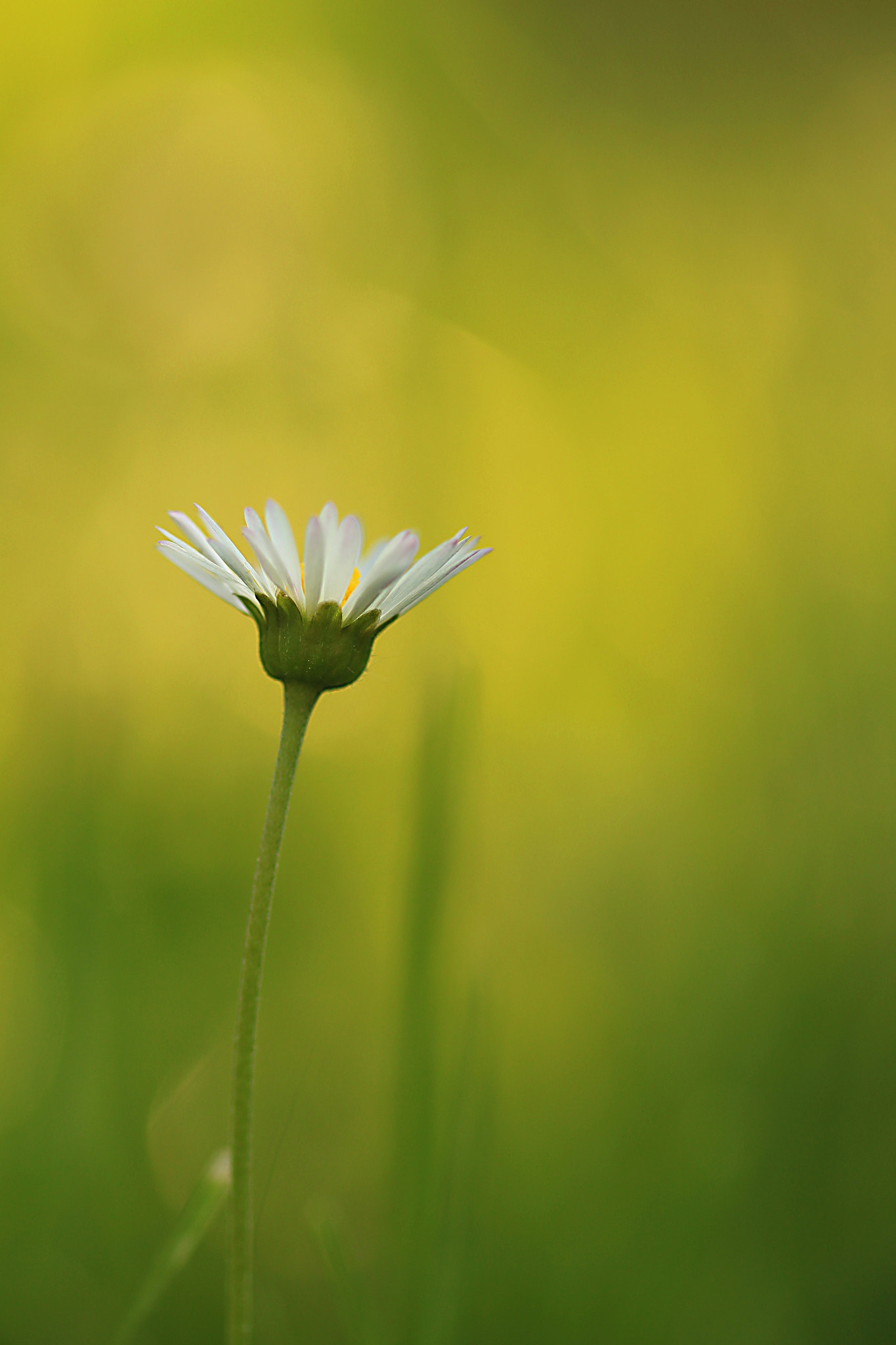 Canon EF 100mm F2.8 Macro USM sample photo. Fairytale photography