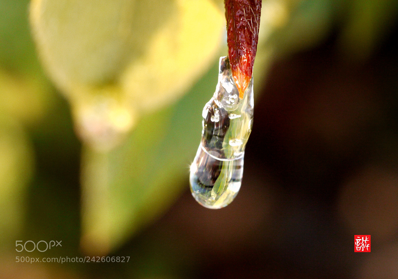 Panasonic Lumix DMC-GF1 sample photo. Snow drop 0115 photography